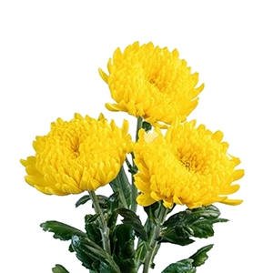 Các loại hoa